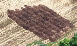 This is a picture of a massive manure pile outside of Montpelier not far from the St. Joseph River. Williams County, Ohio is contributing to the problem. Montpelier, Ohio. Research, Education & Science. Susan Catterall.