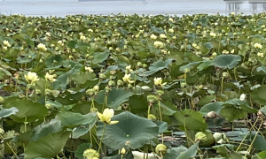 Bed of American Lotus (Nulembo Lutea) at the mouth of the Huron River in Brownstown Township, Michigan (Pointe Mouillee State Game Area) on the Western Shore of Lake Erie with freighter up bound on the Lake Erie sailing course (St. Lawrence Seaway) entering Amherstburg Channel (Canada) on the Detroit River. Brownstown Township, Michigan. Great Lakes Water in Action. Richard Micka.
