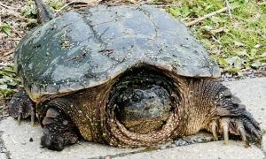 Snapping turtle laying eggs in the Bay of Quinte, observed as a Métis Turtle Guardian with the MNO Great Lakes Advisory Group. Belleville, Ontario. Research, Education & Science. Lindsay Rogers.