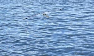 A beaver and a gull enjoy the waters on Lake Superior. Duluth, Minnesota. Great Lakes Water in Action. Tony Janisch