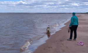A dog enjoying the waves of Lake Superior. Superior, Wisconsin. Recreation. Brian Huberty
