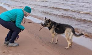 A dog shows their human she can carry more sticks in her mouth. Superior, Wisconsin. Recreation. Brian Huberty