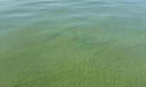 A harmful algal bloom in Lake Erie, mid-August. Monroe, Michigan. Research, Science and Education. Jasmine Mancuso