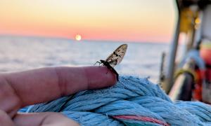 A mayfly takes a short rest during a Lake Michigan sunrise. Lake Michigan. Great Lakes Water in Action. Rachel Pietscher