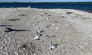 Aftermath of an outbreak of H5N1 bird flu in a Caspian tern colony on Bellow Island. Grand Traverse Bay, Michigan. Research, Science and Education. James Ludwig