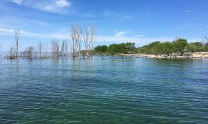 Effects of extended period of high waters remade this waterbird nesting habitat. Little Charity Island, Lake Huron, Michigan. Research, Science and Education. James Ludwig