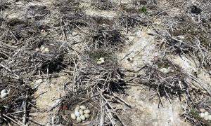 Supernormal (SNC) clutch of nine double-crested cormorant eggs among normal nests. Hamilton, Ontario. Research, Science and Education. James Ludwig